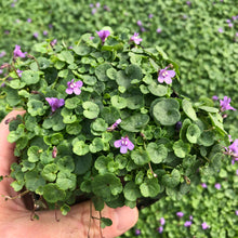 Load image into Gallery viewer, Kenilworth Ivy Ornamental Groundcover Plant Seeds
