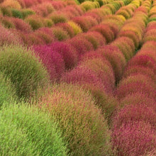 Load image into Gallery viewer, Kochia Burning Ornamental Grass Seeds