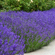 Load image into Gallery viewer, English Lavender Ornamental Groundcover Plant Seeds