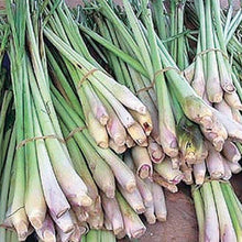 Load image into Gallery viewer, Lemongrass Seeds