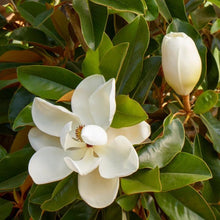 Load image into Gallery viewer, Sweet Magnolia Tree Seeds