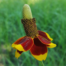 Load image into Gallery viewer, Mexican Hat Flower Seeds