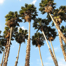 Load image into Gallery viewer, Mexican Fan Palm Tree Seeds