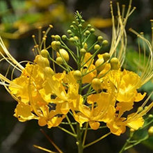 Load image into Gallery viewer, Mexican Yellow Bird of Paradise Plant Seeds