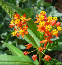 Load image into Gallery viewer, Tropical Milkweed Plant Seeds