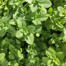 Load image into Gallery viewer, Organic Peppermint Plant Seeds