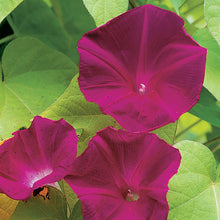 Load image into Gallery viewer, Scarlet O'Hara Morning Glory Plant Seeds
