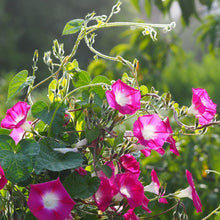 Load image into Gallery viewer, Pink "Party Dress" Morning Glory Plant Seeds