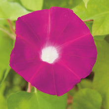 Load image into Gallery viewer, Pink "Party Dress" Morning Glory Plant Seeds