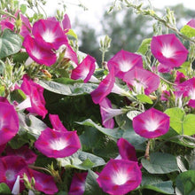 Load image into Gallery viewer, Pink "Party Dress" Morning Glory Plant Seeds