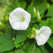 Load image into Gallery viewer, Morning Glory - Pearly Gates