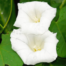 Load image into Gallery viewer, Morning Glory - Pearly Gates