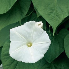 Load image into Gallery viewer, Morning Glory - Pearly Gates