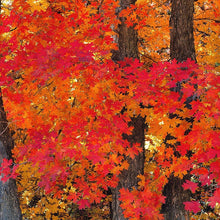 Load image into Gallery viewer, Mountain Maple Tree Seeds