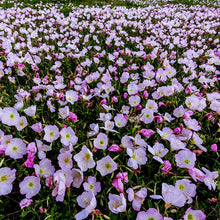 Load image into Gallery viewer, Showy Evening Primrose Ornamental Groundcover Seeds