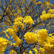 Load image into Gallery viewer, Golden Trumpet Tabebuia Tree Seeds