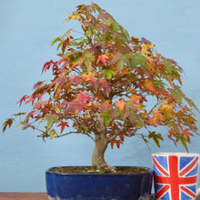 Load image into Gallery viewer, Mountain Maple Tree Seeds