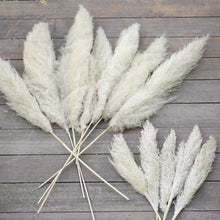 Load image into Gallery viewer, Pampas Ornamental Grass Seeds (White)