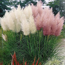 Load image into Gallery viewer, Pampas Ornamental Grass Seeds (White & Pink Mix)