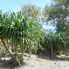 Load image into Gallery viewer, Pandan "Screwpine" Tree