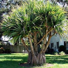 Load image into Gallery viewer, Pandan "Screwpine" Tree