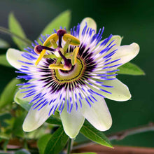 Load image into Gallery viewer, Blue Crown Passion Flower Seeds