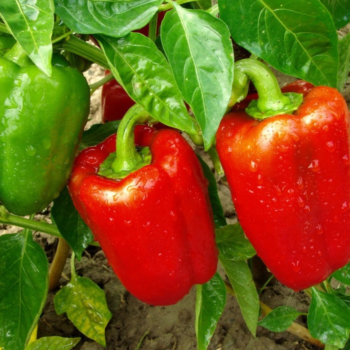 Organic California Wonder Pepper Plant Seeds SEEDTOPIA