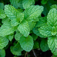 Load image into Gallery viewer, Organic Peppermint Plant Seeds