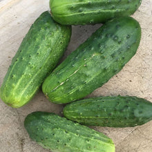 Load image into Gallery viewer, Organic Pickling Cucumber Plant Seeds