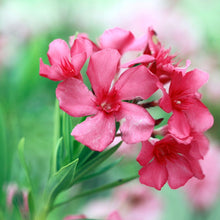 Load image into Gallery viewer, Pink Oleander Shrub Seeds