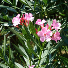 Load image into Gallery viewer, Pink Oleander Shrub Seeds