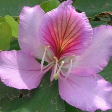 Load image into Gallery viewer, Pink Orchid Tree Seeds