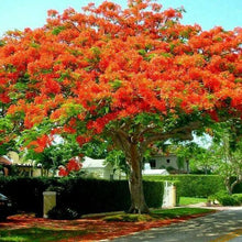 Load image into Gallery viewer, Royal Poinciana Tree Seeds