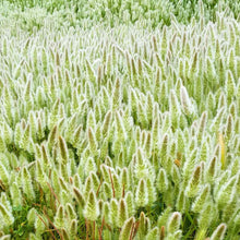 Load image into Gallery viewer, Rabbit's Foot Ornamental Grass Seeds