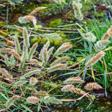 Load image into Gallery viewer, Rabbit's Foot Ornamental Grass Seeds