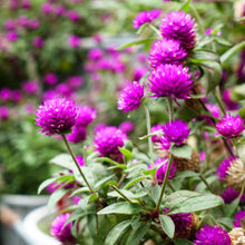 Load image into Gallery viewer, Purple Gomphrena (Globe Amaranth) Plant Seeds