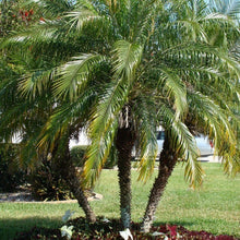 Load image into Gallery viewer, Pygmy Date Palm Tree Seeds