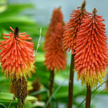 Load image into Gallery viewer, Red Hot Poker Ornamental Grass Seeds