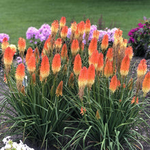 Load image into Gallery viewer, Red Hot Poker Ornamental Grass Seeds