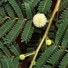 Load image into Gallery viewer, River Tamarind Tree Seeds
