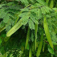 Load image into Gallery viewer, River Tamarind Tree Seeds