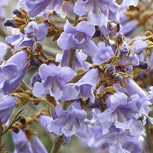 Load image into Gallery viewer, Royal Empress Tree Seeds