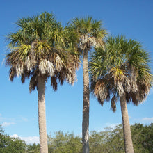 Load image into Gallery viewer, Sabal Palm Tree Seeds