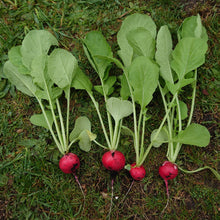 Load image into Gallery viewer, Organic Scarlet Globe Radish Plant Seeds
