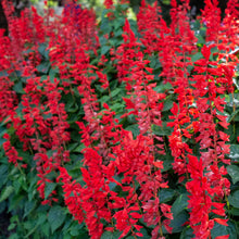 Load image into Gallery viewer, Scarlet Sage Salvia Plant Seeds