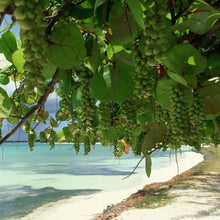 Load image into Gallery viewer, Sea Grape Tree Seeds