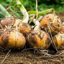Load image into Gallery viewer, Organic Early Grano Onion Plant Seeds