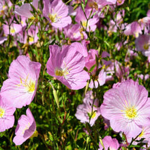 Load image into Gallery viewer, Showy Evening Primrose Ornamental Groundcover Seeds