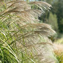 Load image into Gallery viewer, Ornamental Silver Grass Seeds