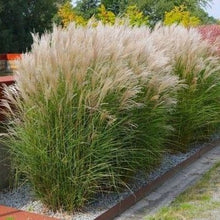 Load image into Gallery viewer, Ornamental Silver Grass Seeds